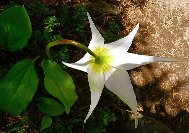 Erythronium montanum