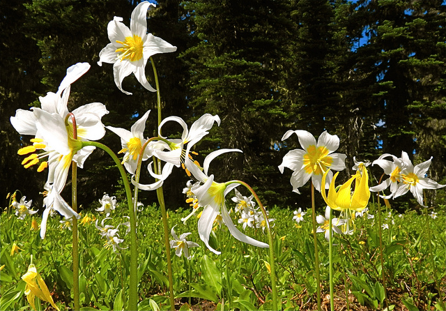 Erythronium montanum