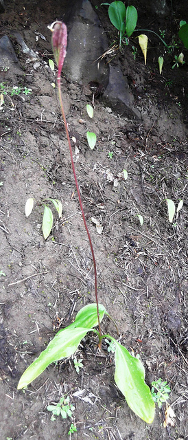 Erythronium montanum