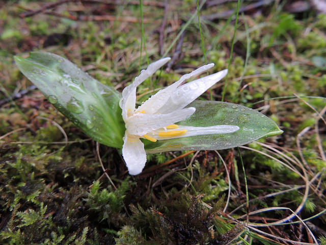 Erythronium oregonum