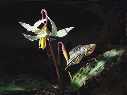 Erythronium oregonum