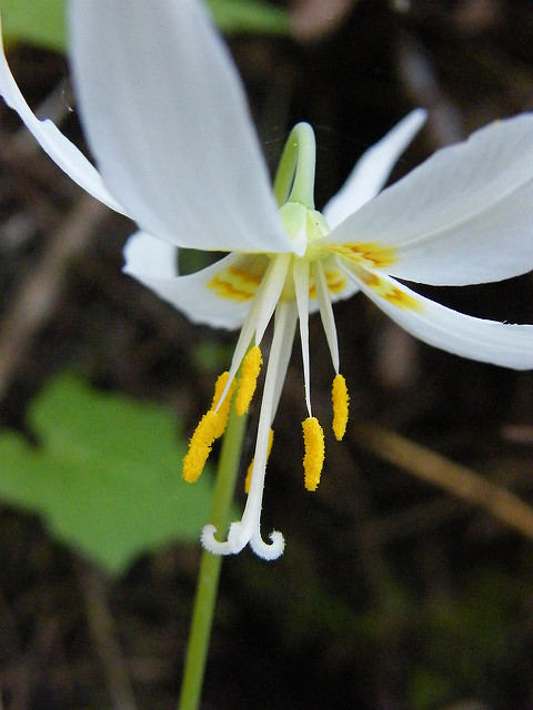 Erythronium oregonum