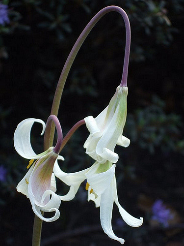 Erythronium oregonum