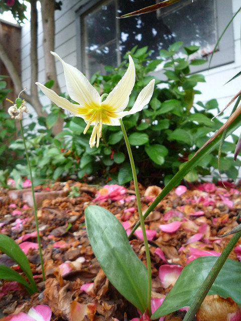 Erythronium oregonum