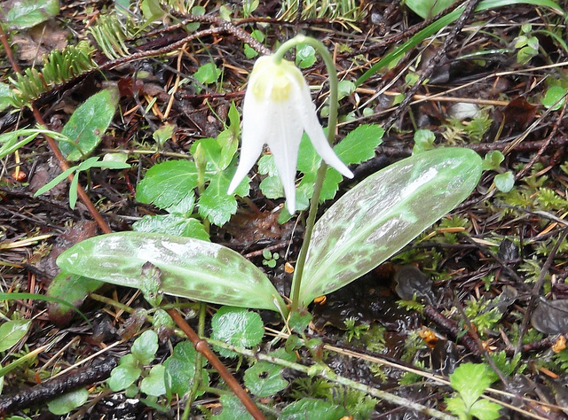 Erythronium oregonum (Erythronium oregonum)