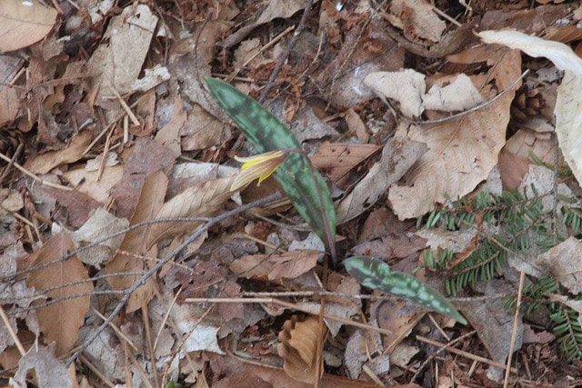 Erythronium pluriflorum