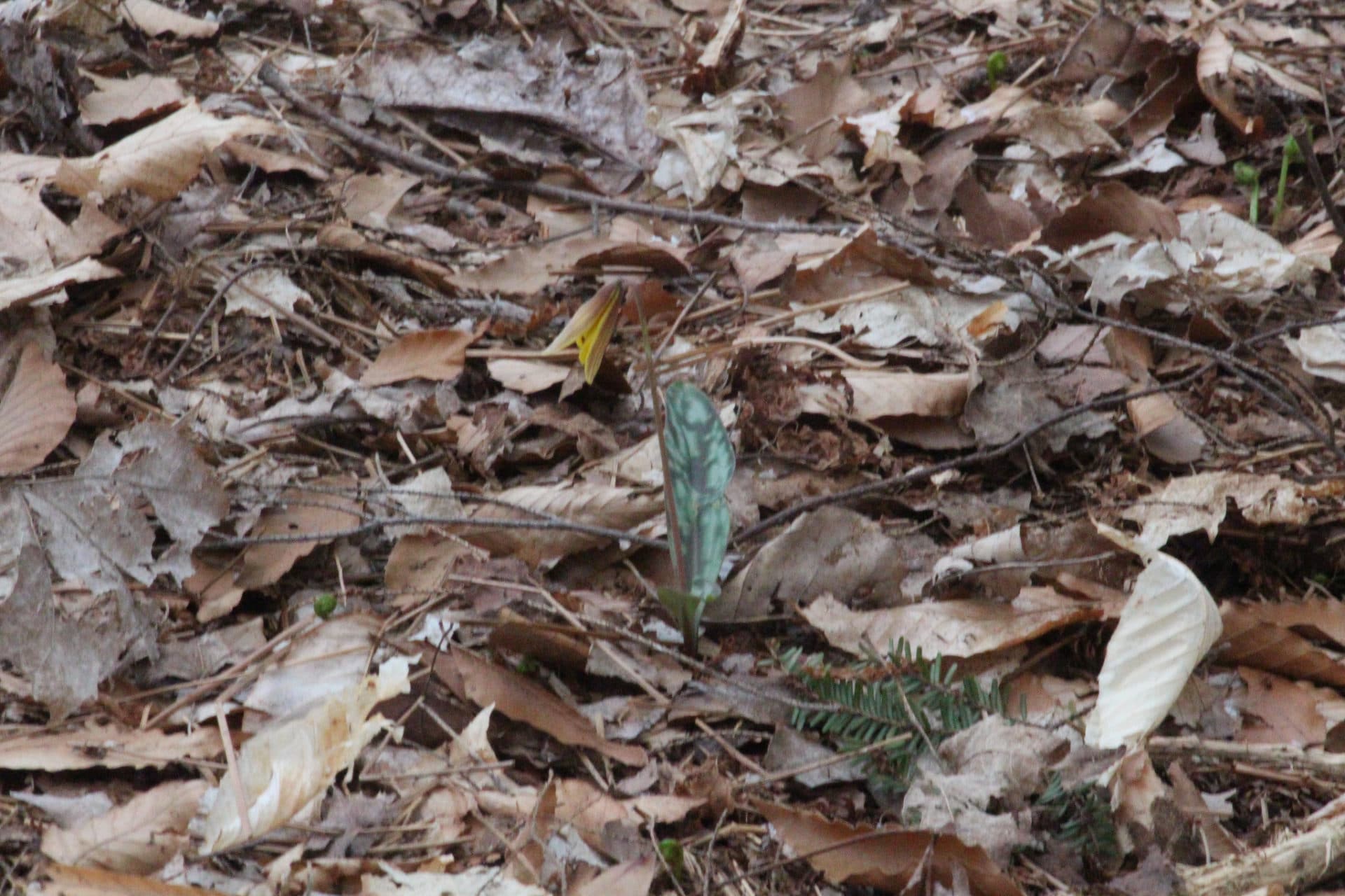 Erythronium pluriflorum