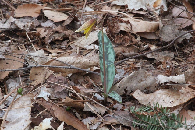 Erythronium pluriflorum