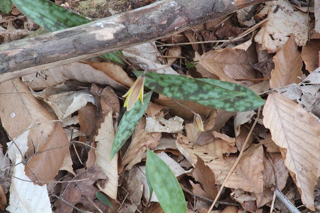 Erythronium pluriflorum (Erythronium pluriflorum)