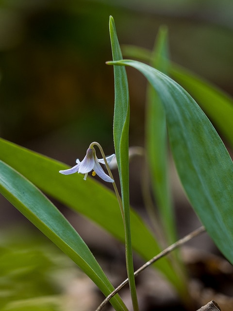Erythronium propullans