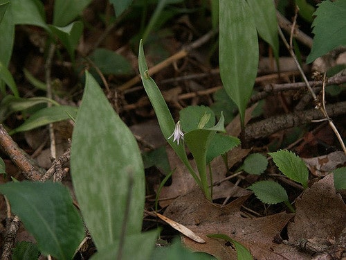 Erythronium propullans (Erythronium propullans)