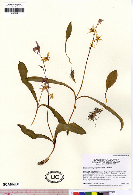 Erythronium purpurascens (Erythronium purpurascens)