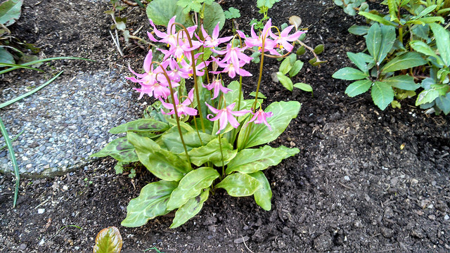 Erythronium revolutum (Erythronium revolutum)