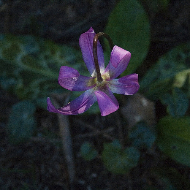 Erythronium revolutum