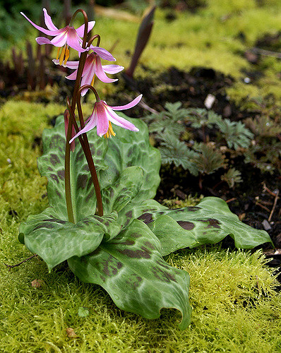 Erythronium revolutum