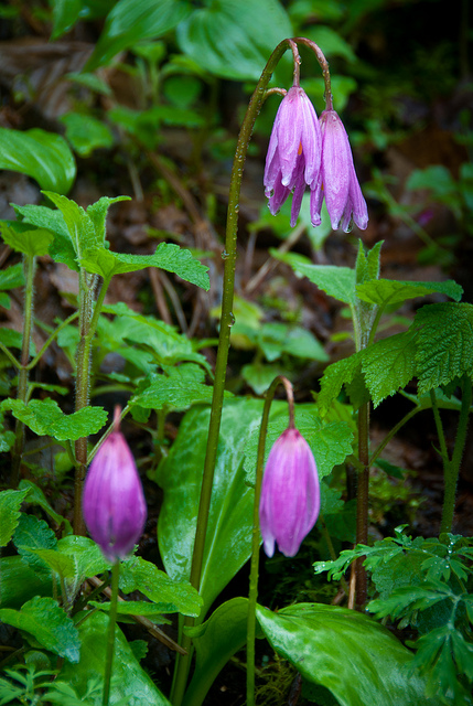 Erythronium revolutum