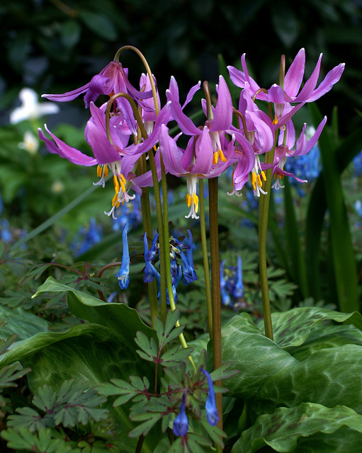 Erythronium revolutum
