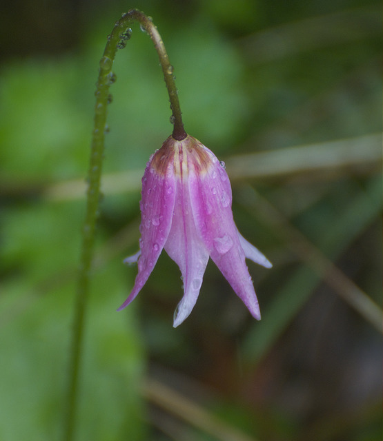 Erythronium revolutum