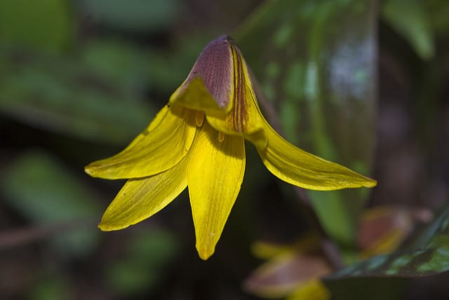 Erythronium rostratum
