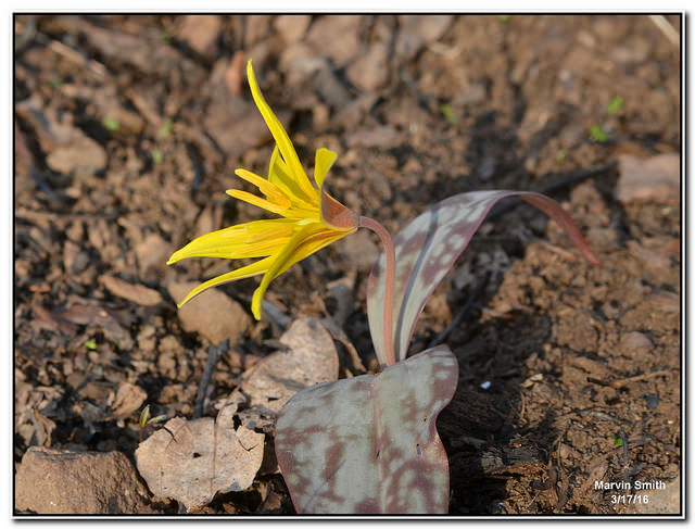 Erythronium rostratum