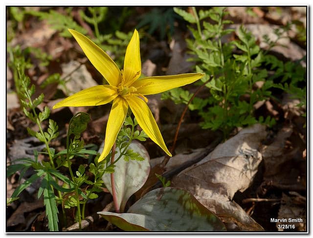 Erythronium rostratum (Erythronium rostratum)