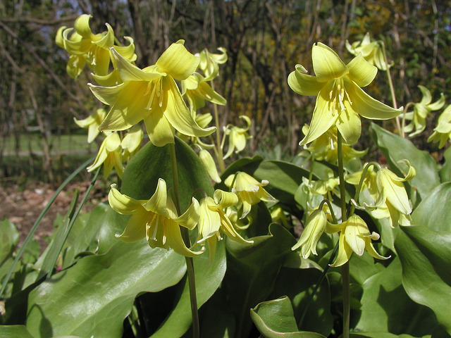 Erythronium tuolumnense
