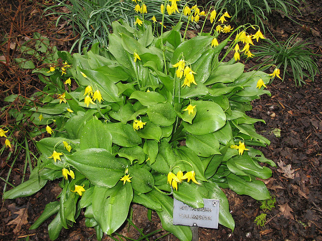Erythronium tuolumnense