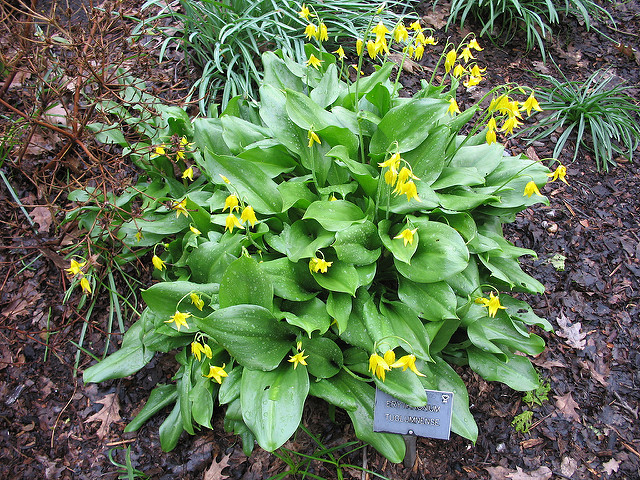 Erythronium tuolumnense