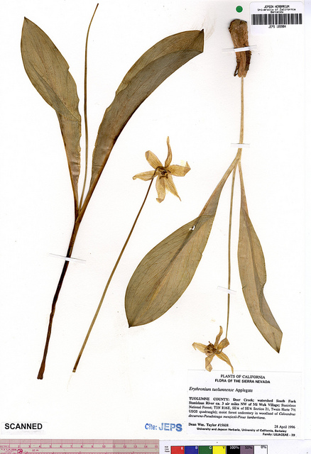 Erythronium tuolumnense