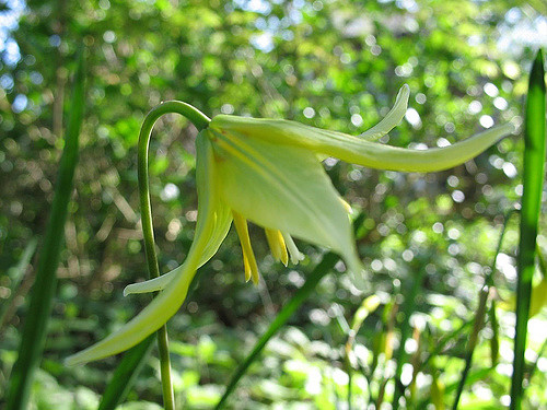 Erythronium tuolumnense