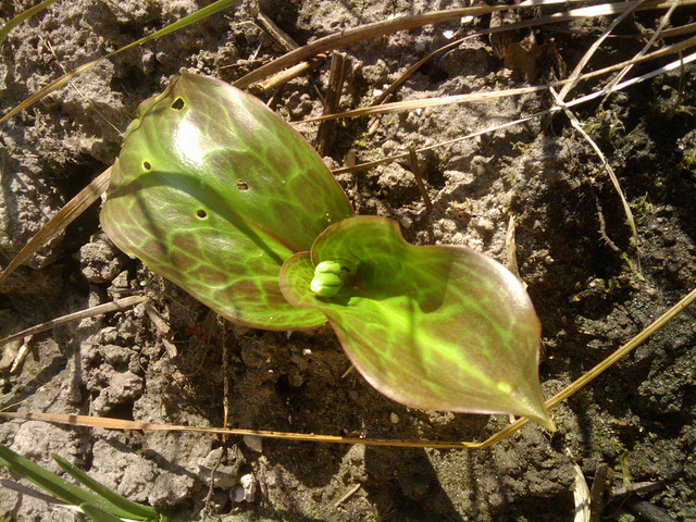 Erythronium tuolumnense (Erythronium tuolumnense)