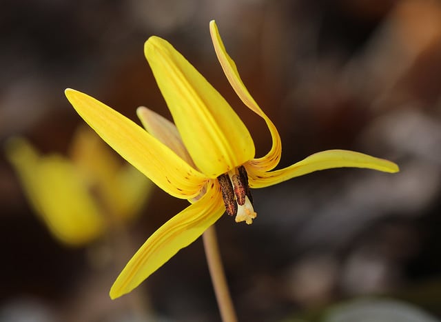 Erythronium umbilicatum