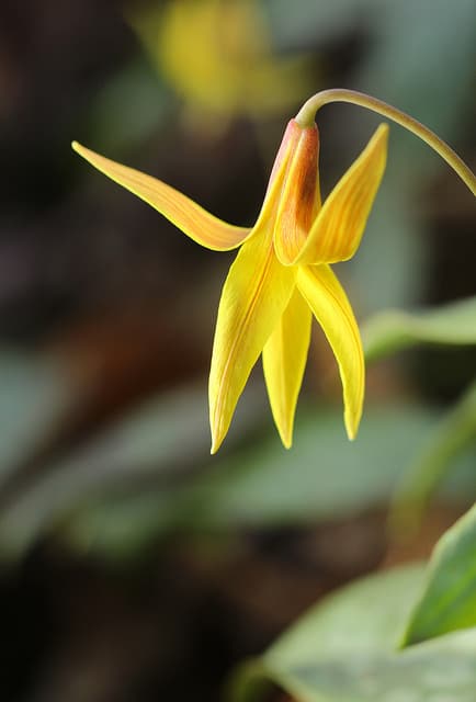 Erythronium umbilicatum