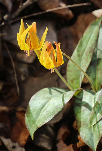 Erythronium umbilicatum