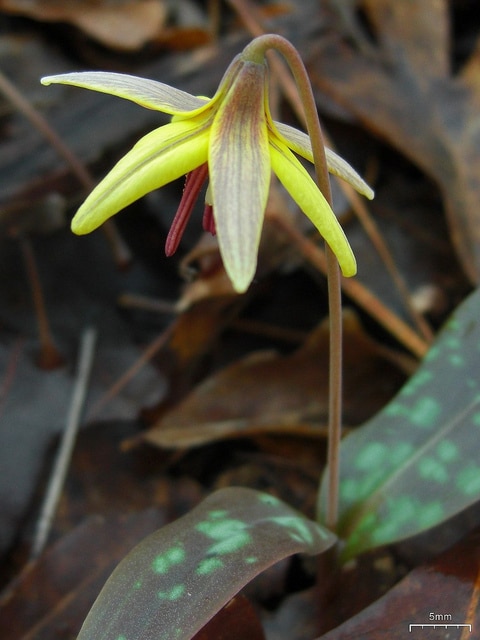 Erythronium umbilicatum