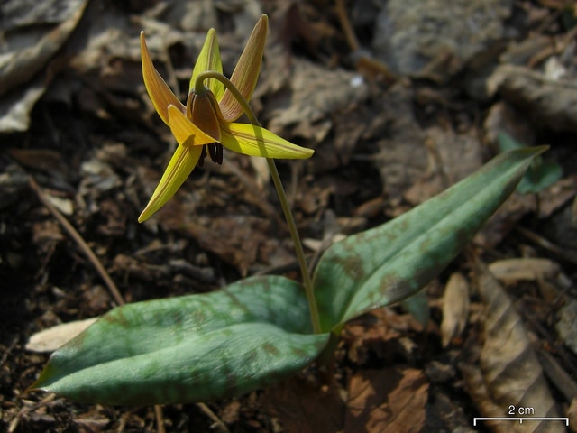 Erythronium umbilicatum (Erythronium umbilicatum)