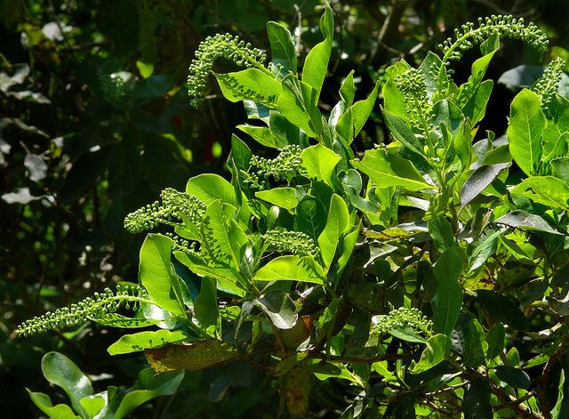 Escallonia pulverulenta