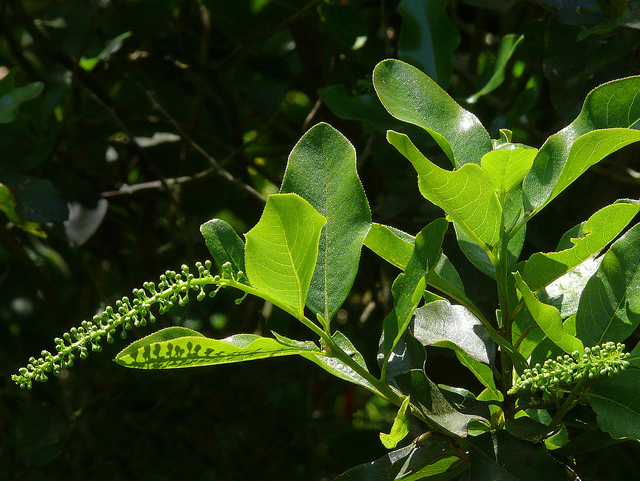 Escallonia pulverulenta