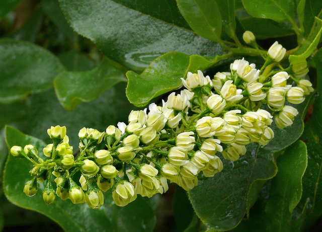 Escallonia pulverulenta