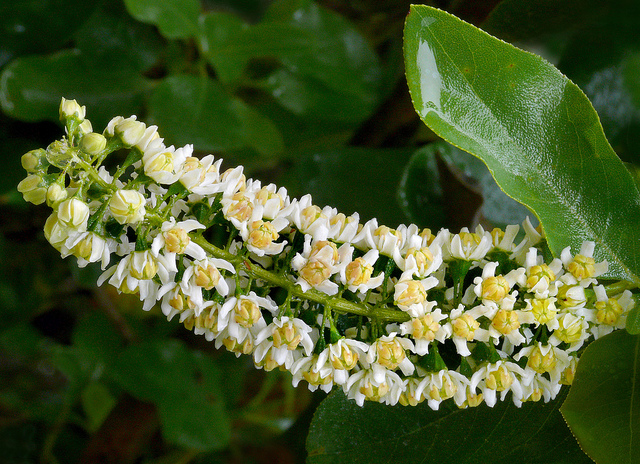 Escallonia pulverulenta