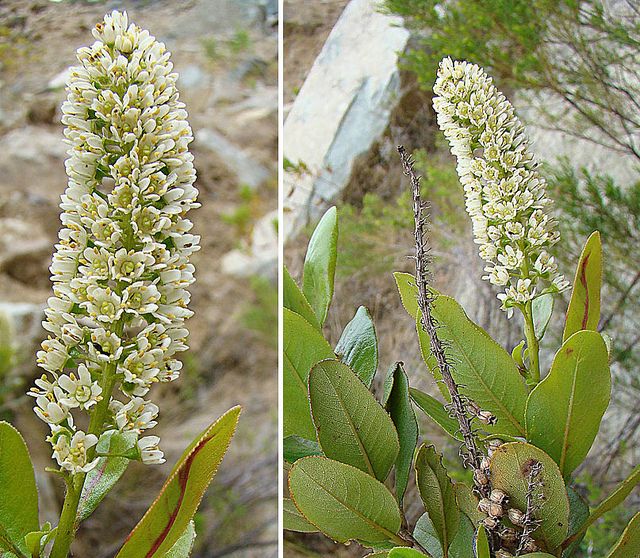 Escallonia pulverulenta (Escallonia pulverulenta)