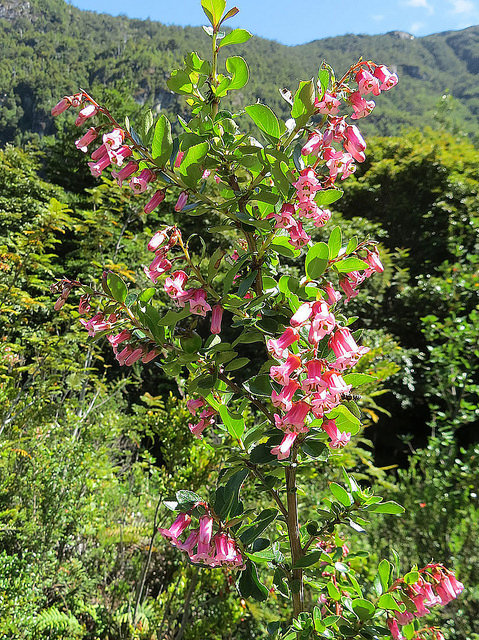 Escallonia rosea