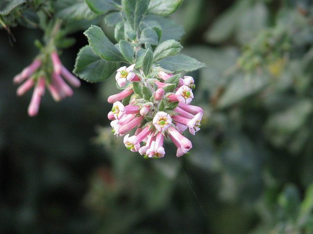 Escallonia rubra