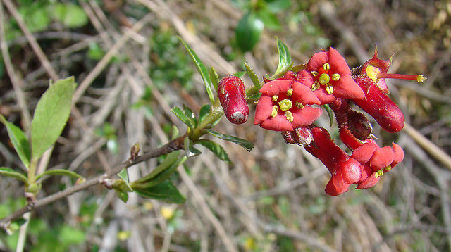Escallonia rubra