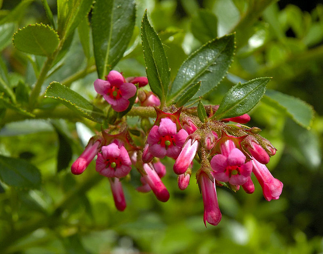 Escallonia rubra