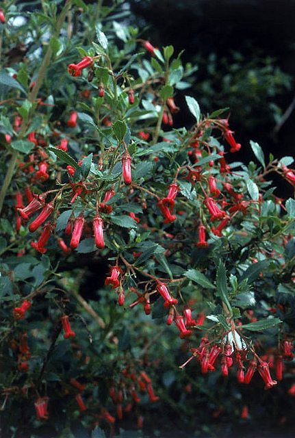 Escallonia rubra