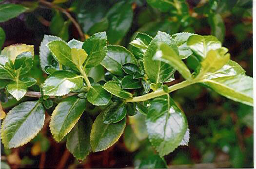 Escallonia rubra