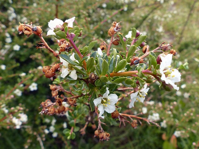 Escallonia virgata (Escallonia virgata)