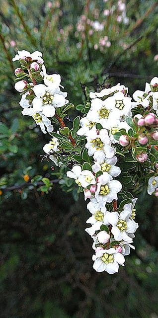 Escallonia virgata