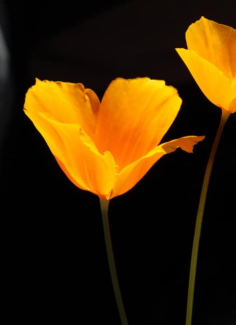 Eschscholzia caespitosa